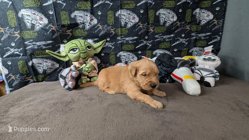 Boomer – Golden Retriever puppy for sale in West Plains, MO