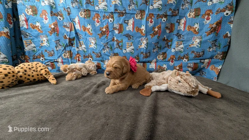 Tulip – Golden Retriever puppy for sale in West Plains, MO