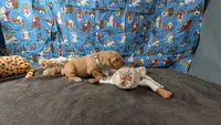 Otto, a male Golden Retriever for sale in West Plains, MO – 3 of 7