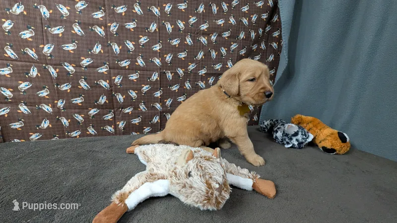 Raye – Golden Retriever puppy for sale in West Plains, MO