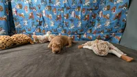Jesse, a male Golden Retriever for sale in West Plains, MO – 1 of 7