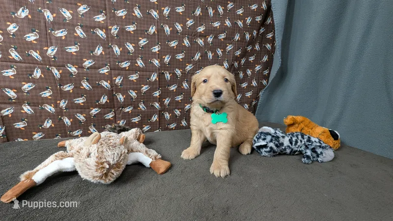 Charley – Golden Retriever puppy on hold in West Plains, MO