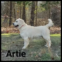 Luke, a male Golden Retriever for sale in West Plains, MO – 6 of 9