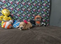 Lola, a female Golden Retriever for sale in West Plains, MO – 5 of 8