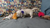 Izzy, a female Golden Retriever for sale in West Plains, MO – 4 of 7