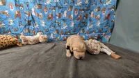 Billy, a male Golden Retriever for sale in West Plains, MO – 4 of 7