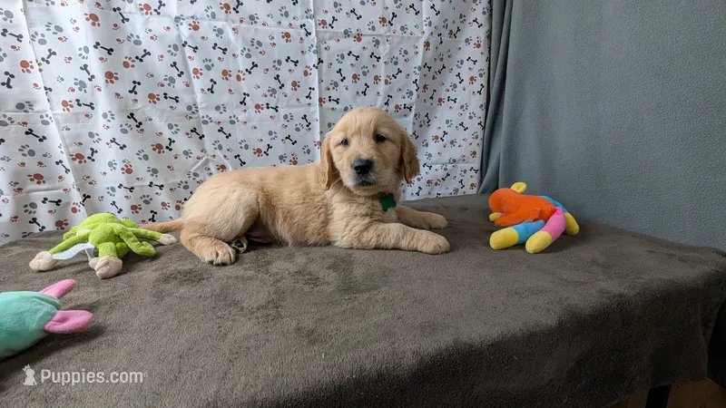 Luke – Golden Retriever puppy for sale in West Plains, MO