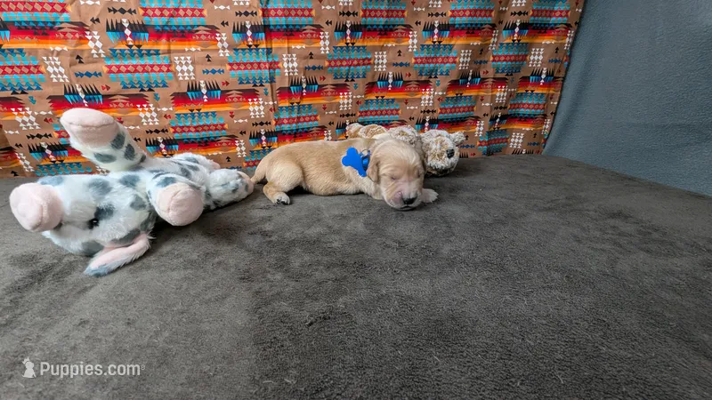 Cosmo  – Golden Retriever puppy for sale in West Plains, MO
