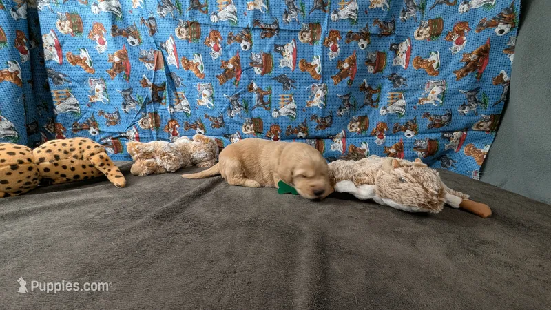 Charley – Golden Retriever puppy for sale in West Plains, MO