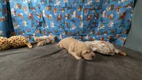 Charley, a male Golden Retriever for sale in West Plains, MO – 3 of 7