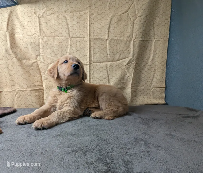 Boomer – Golden Retriever puppy for sale in West Plains, MO