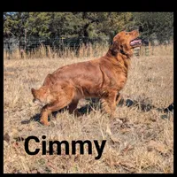 Luke, a male Golden Retriever for sale in West Plains, MO – 7 of 9