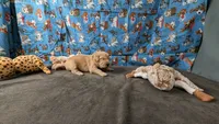 Billy, a male Golden Retriever for sale in West Plains, MO – 2 of 7