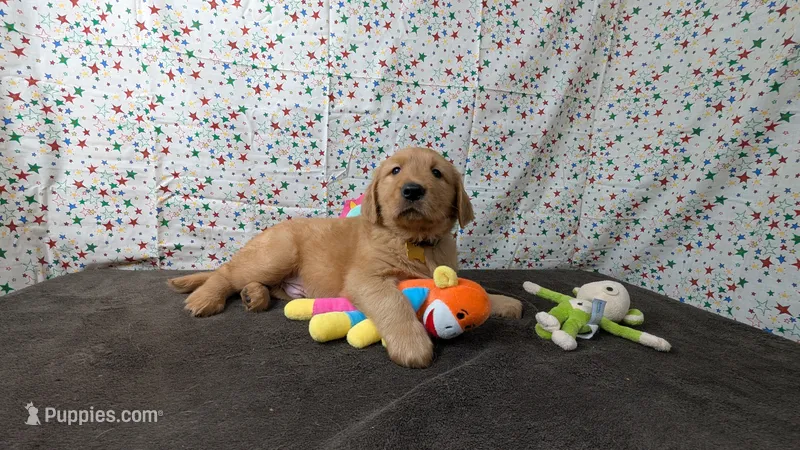 Raye – Golden Retriever puppy for sale in West Plains, MO