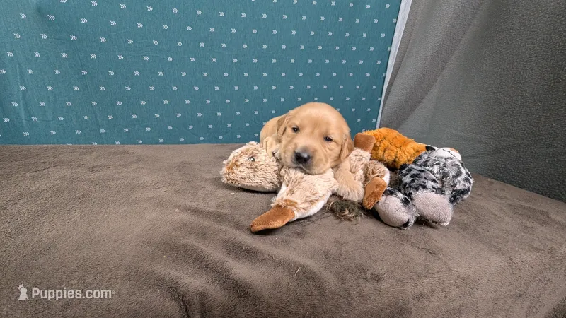 Cosmo  – Golden Retriever puppy for sale in West Plains, MO