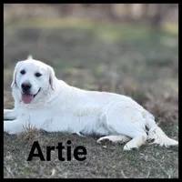 Luke, a male Golden Retriever for sale in West Plains, MO – 9 of 9