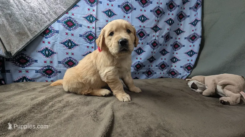 Lola – Golden Retriever puppy for sale in West Plains, MO