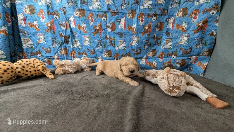Billy – Golden Retriever puppy for sale in West Plains, MO