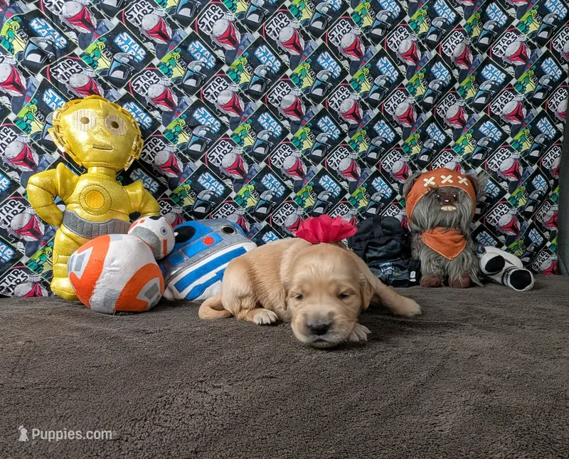 Lola – Golden Retriever puppy for sale in West Plains, MO