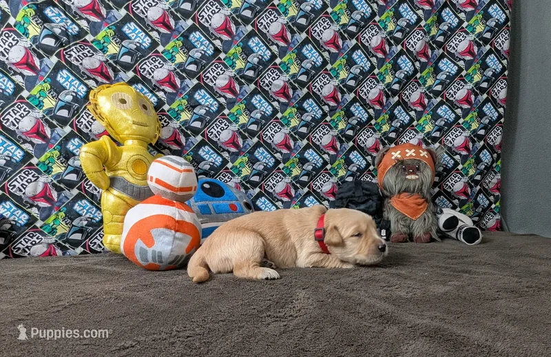 Bugs – Golden Retriever puppy for sale in West Plains, MO