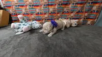 Posey, a female Golden Retriever for sale in West Plains, MO – 2 of 7