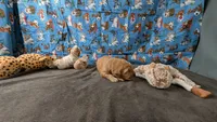 Jesse, a male Golden Retriever for sale in West Plains, MO – 3 of 7