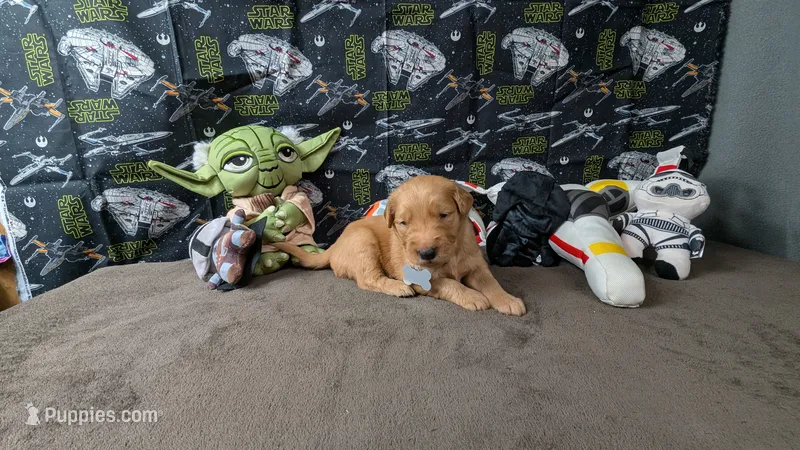 Otto – Golden Retriever puppy for sale in West Plains, MO