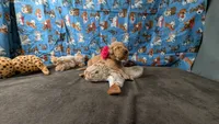 Tulip, a female Golden Retriever for sale in West Plains, MO – 4 of 7