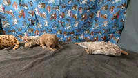 Ollie, a male Golden Retriever for sale in West Plains, MO – 3 of 7