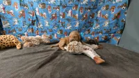 Libby, a female Golden Retriever for sale in West Plains, MO – 4 of 7