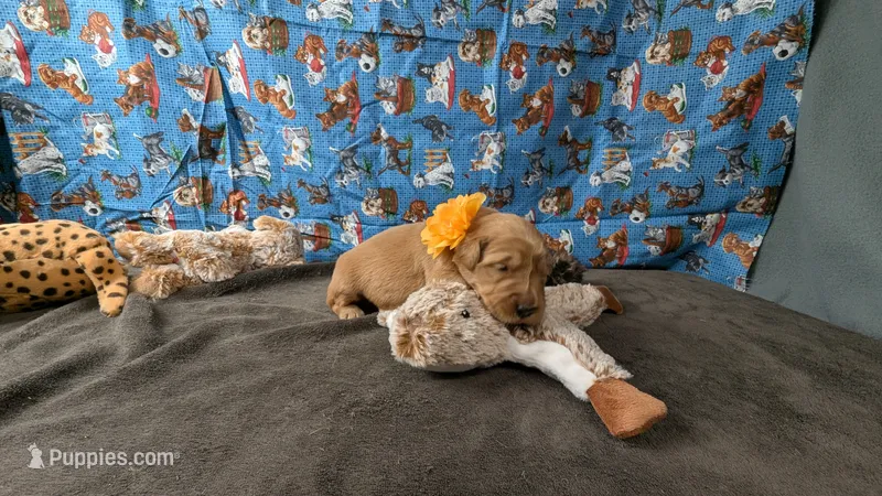 Poppy – Golden Retriever puppy for sale in West Plains, MO