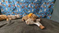 Poppy, a female Golden Retriever for sale in West Plains, MO – 1 of 7