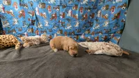 Ollie, a male Golden Retriever for sale in West Plains, MO – 2 of 7