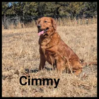 Luke, a male Golden Retriever for sale in West Plains, MO – 8 of 9