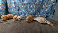 Jesse, a male Golden Retriever for sale in West Plains, MO – 4 of 7
