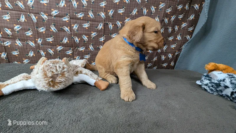 Jesse – Golden Retriever puppy on hold in West Plains, MO
