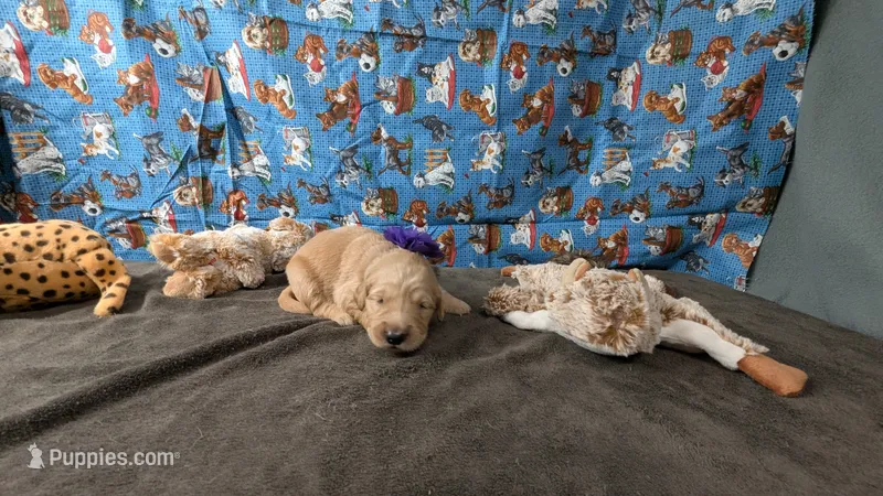 Kit – Golden Retriever puppy for sale in West Plains, MO