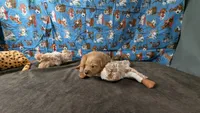 Boomer, a male Golden Retriever for sale in West Plains, MO – 2 of 7