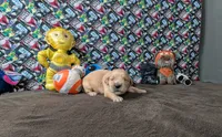 Yogi, a male Golden Retriever for sale in West Plains, MO – 4 of 8