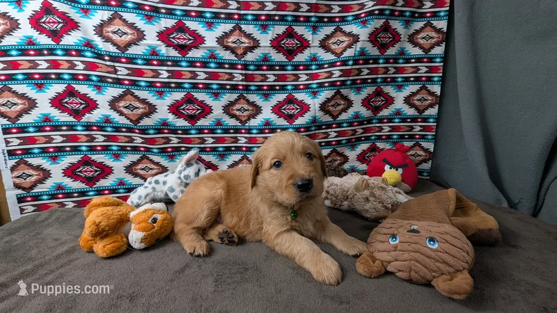 Boomer – Golden Retriever puppy for sale in West Plains, MO