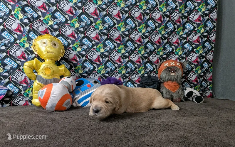 Posey – Golden Retriever puppy on hold in West Plains, MO