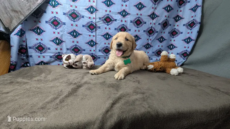 Luke – Golden Retriever puppy for sale in West Plains, MO
