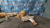 Poppy, a female Golden Retriever for sale in West Plains, MO – 2 of 7