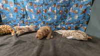 Ollie, a male Golden Retriever for sale in West Plains, MO – 4 of 7