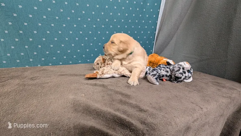 Luke – Golden Retriever puppy for sale in West Plains, MO