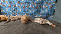 Raye, a male Golden Retriever for sale in West Plains, MO – 4 of 7