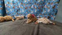 Tulip, a female Golden Retriever for sale in West Plains, MO – 3 of 7