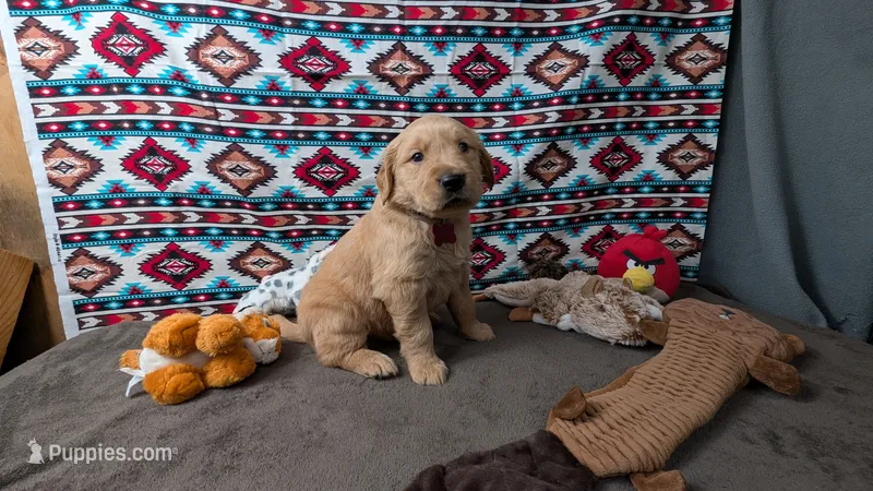 Seth – Golden Retriever puppy for sale in West Plains, MO