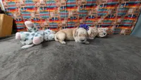 Posey, a female Golden Retriever for sale in West Plains, MO – 4 of 7