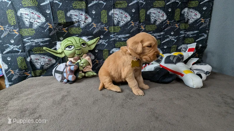 Raye – Golden Retriever puppy for sale in West Plains, MO